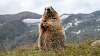 Día de la Marmota: dónde y cómo viven estos animales