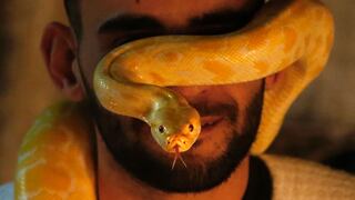 Las serpientes son unas criaturas más cariñosas de lo que se creía