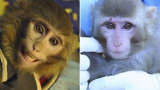 ¿El mono astronauta de Irán es un fraude?