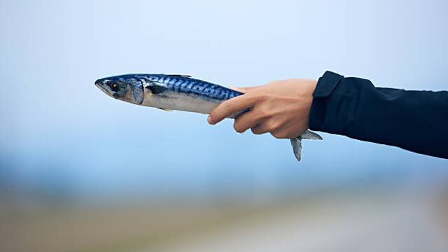 Este es el pescado con omega-3 que ayuda a combatir el colesterol