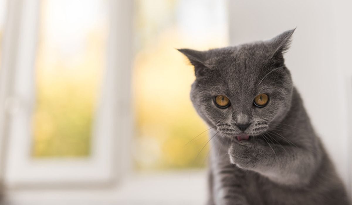 Un gato puede pasar por rendijas muy estrechas bastándole que le quepa la cabeza, ya que sus clavículas disponen de un pequeño cartílago que le otorga una enorme elasticidad. (Foto:Freepik)