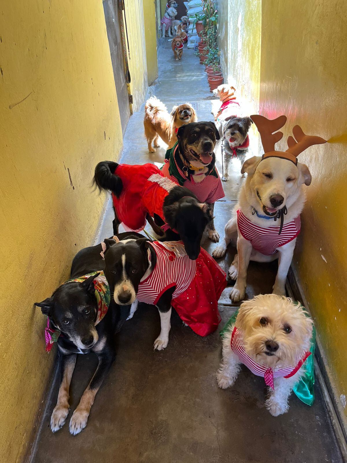 La Feria Animalista Navidad Peluda 2024 se realizará del viernes 6 al lunes 9 de diciembre en la explanada del Campo de Marte | Foto: Difusión