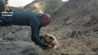El conmovedor rescate de un perro deshidratado en el incendio de Gran Canaria | VIDEO