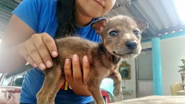 Creyó que había rescatado a un perro y descubre que está criando un coyote como mascota