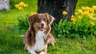 Consultorio WUF: ¿Por qué debes proteger a tu perro de los parásitos externos este verano?