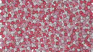 Encuentra las 5 estrellas escondidas entre las flores en 8 segundos