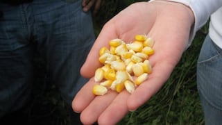 El maíz tostado, uno de los alimentos de los peruanos de hace 6 mil años