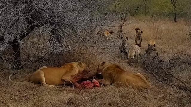YouTube: leonas cazaron un jabalí, pero huyeron del lugar tras feroz ataque de una manada de hienas