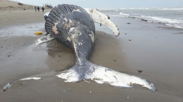 Imarpe: ballena varada en Pimentel murió hace siete días