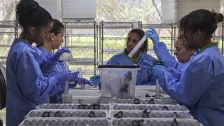 Desarrollan dos vacunas aparentemente eficientes contra el ébola