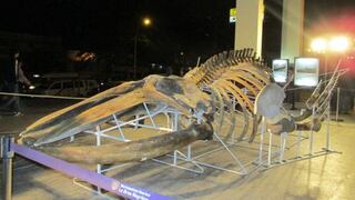 Talara: exhibieron esqueleto de ballena que varó el 2004
