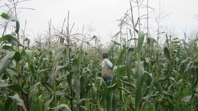 Midagri busca adelantar el inicio de cultivo de transgénicos en maíz y algodón: ¿qué observaciones tiene la propuesta?