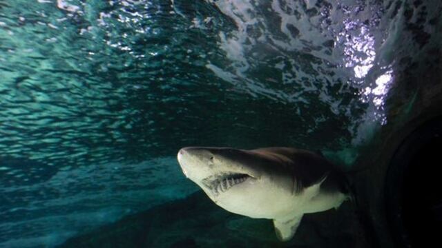Estudian hábitos del tiburón tigre para proteger a los bañistas