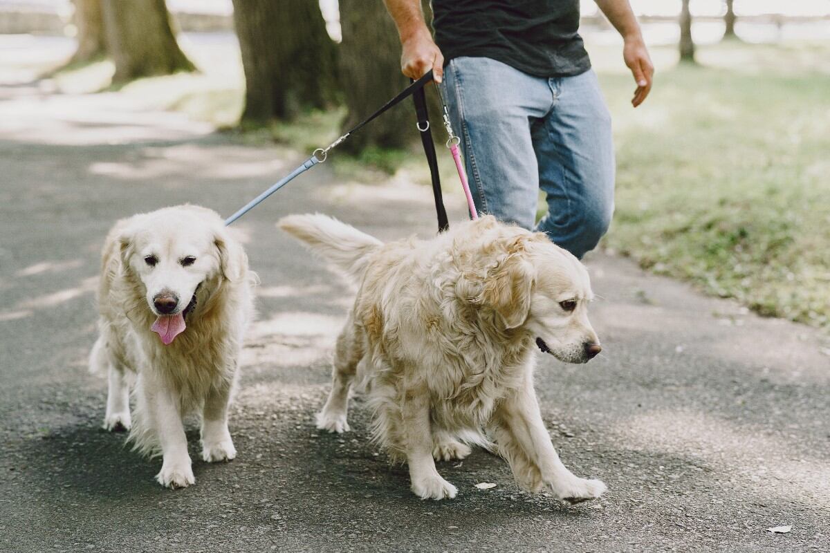 Más que ejercicio: la importancia de un paseo de calidad para tu perro y los errores que deberías evitar. (Foto referencial: Freepik)