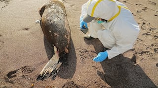 Gripe aviar: por primera vez se ha dado un contagio masivo de aves a mamíferos en Latinoamérica