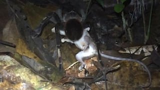 Captan tarántulas gigantes devorando ranas y roedores en la región Madre de Dios | VIDEO