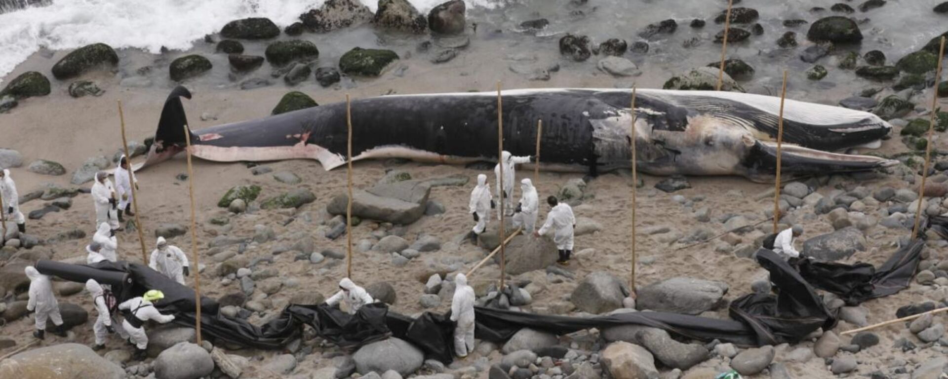 Ballena varada en Punta Hermosa: las hipótesis detrás del hallazgo de la impresionante especie de 12 metros de largo
