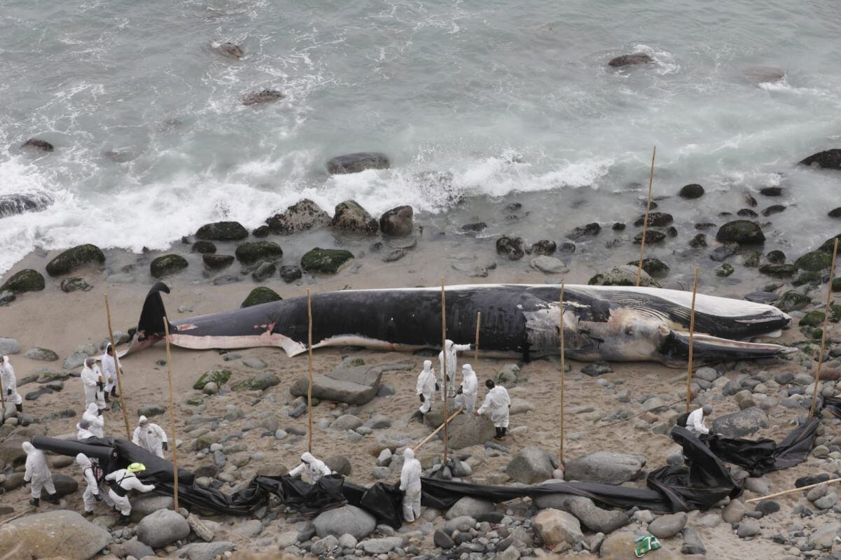 Asimismo, personal policial y la Imarpe recabaron muestras a fin de esclarecer los motivos del suceso. Foto: GEC