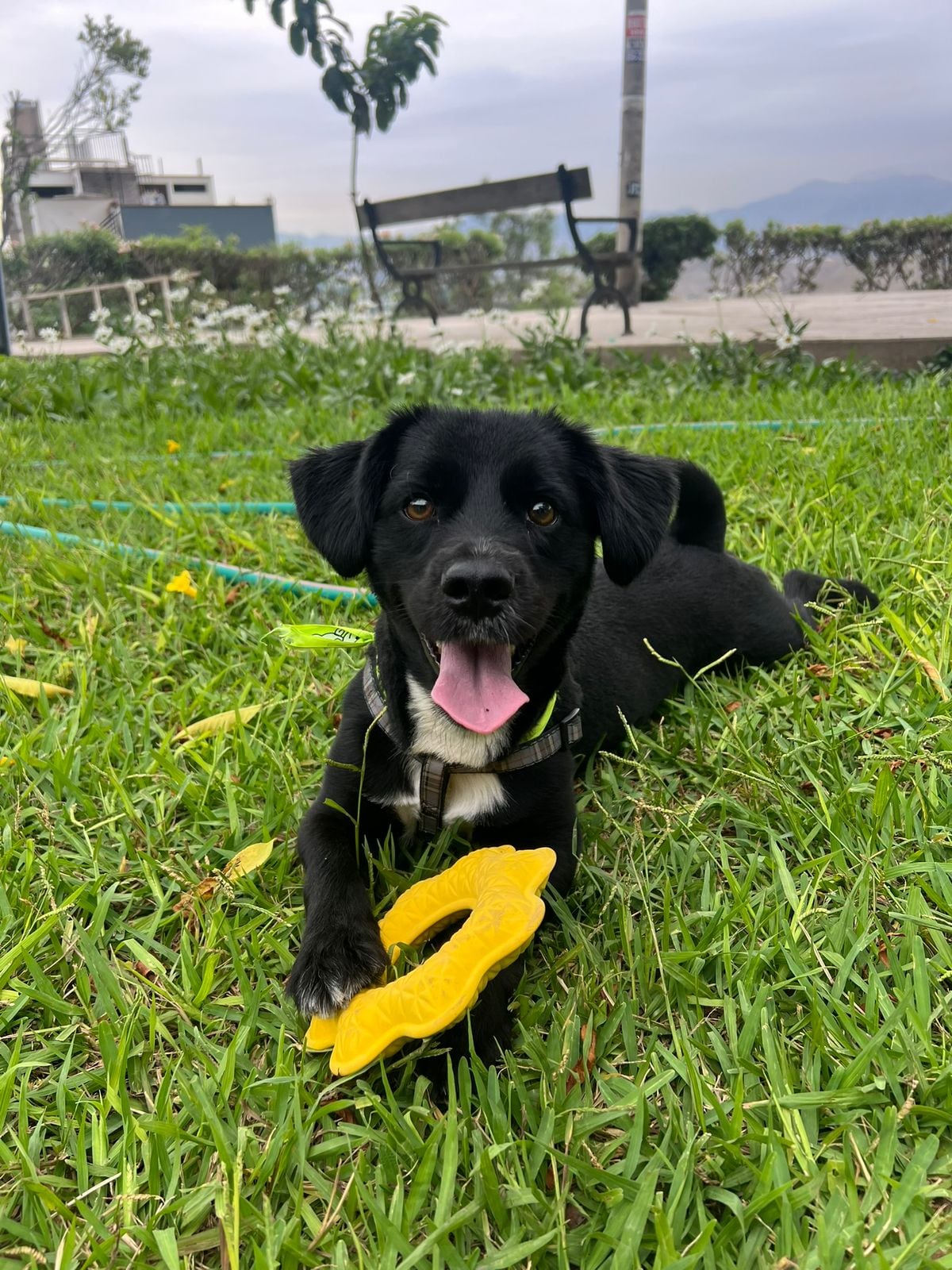 WUF: El impacto del cambio de clima en las mascotas: Cómo proteger la piel de tu perro en el cambio de estación