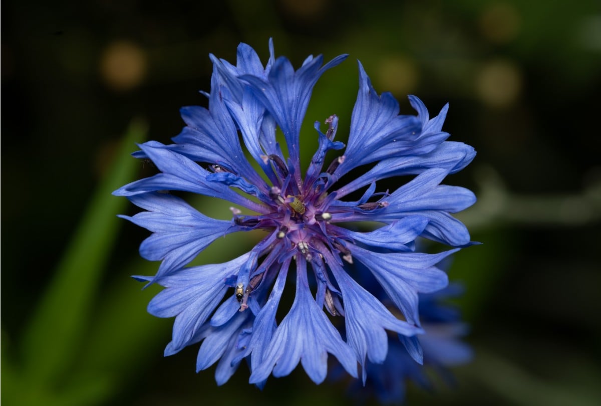 Cuatro flores compiten por el título de la flor oficial de la ciudad de San Diego. | Crédito: Freepik