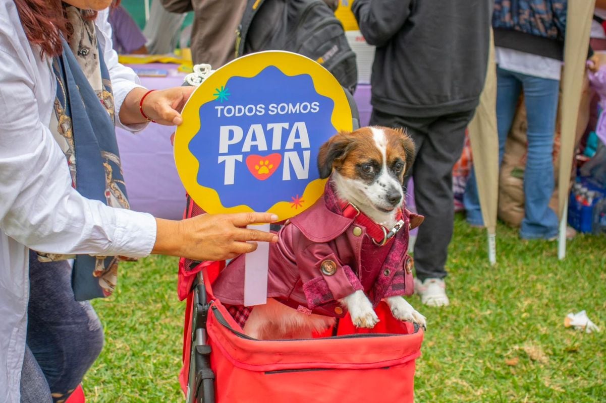 La Patatón 2025, contará con diferentes actividades para el cuidado de las mascotas. Foto: MML