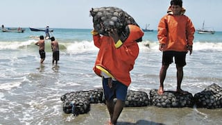 Sechura podrá seguir enviando conchas de abanico a Europa