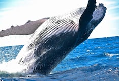 ¿Por qué la ballena boreal vive 200 años? Es especialmente eficaz reparando el ADN dañado