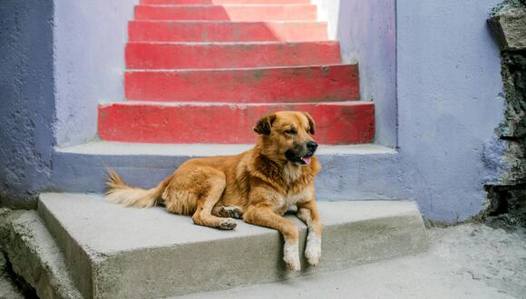 Recuerda mantener la calma y ser perseverante en la búsqueda de tu mascota. (Foto: Julia Volk/Pexels)