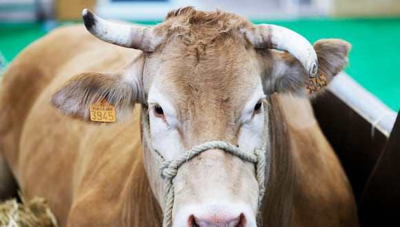 Una vaca lechera fue infectada de gripe aviar. (Foto de archivo: GEOFFROY VAN DER HASSELT / AFP)
