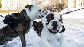 Noruega prohíbe cría de dos razas de perros por incumplir ley de protección de los animales