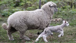 Científicos completan mapa del genoma de la oveja