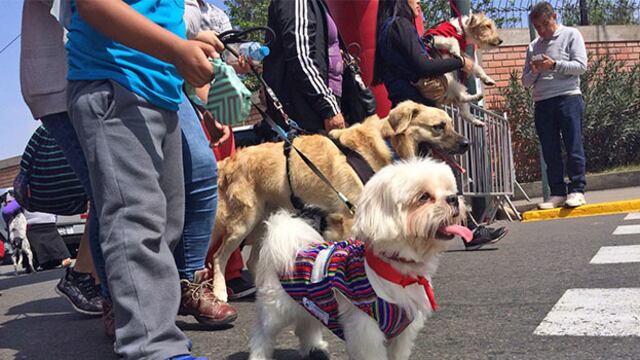 Más de 500 perros caminaron por animales sin hogar