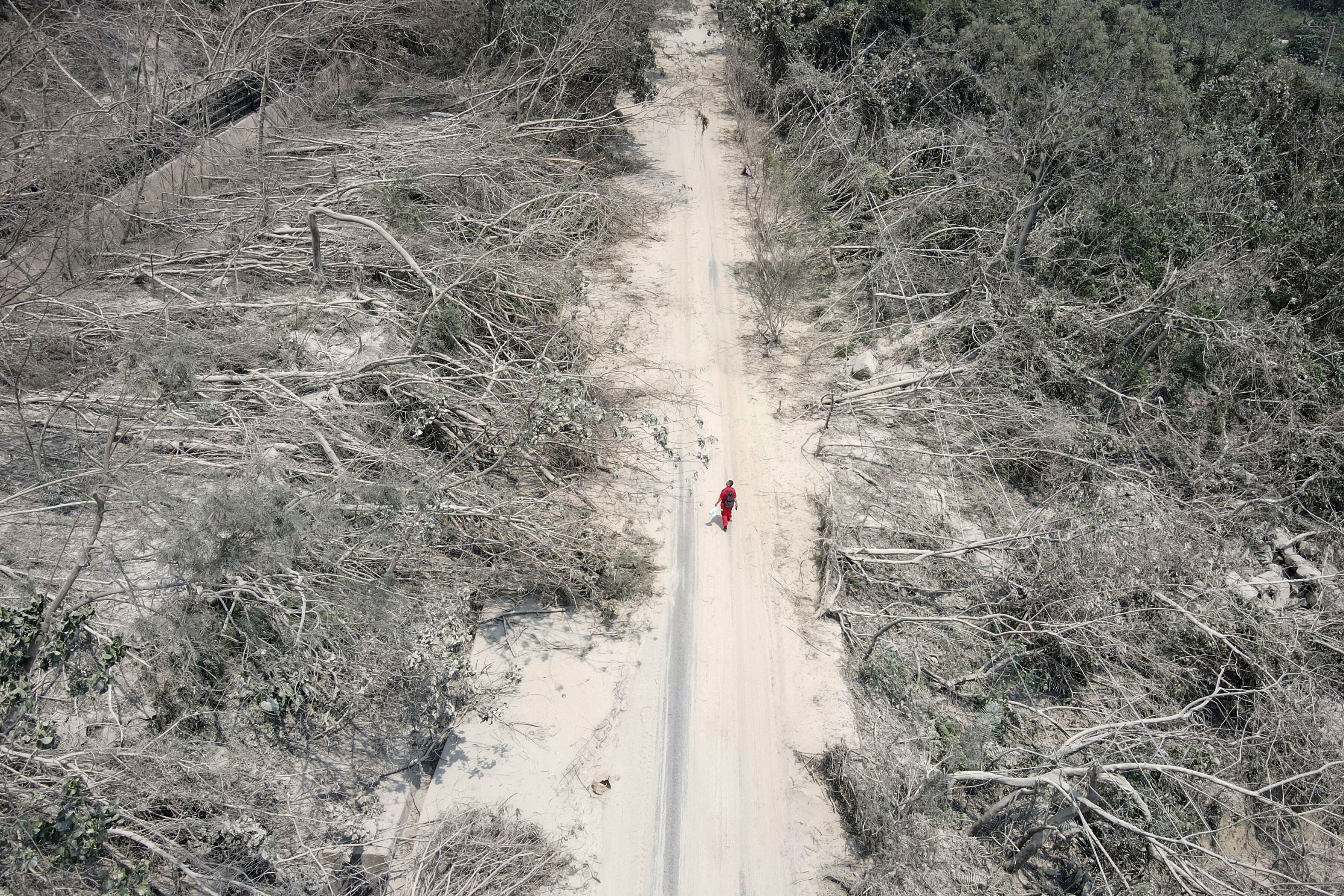 Una persona camina junto a árboles que resultaron dañados en Hualien, después de que un gran terremoto azotara el este de Taiwán. (Foto de CNA / AFP).