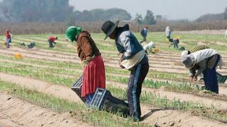 Gobierno busca expandir el régimen laboral agrario a otros sectores