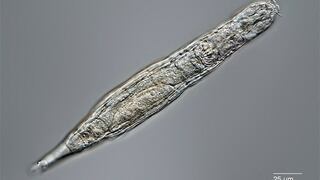 Un animal microscópico sobrevive 24.000 años en el permafrost de Siberia
