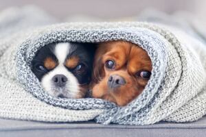 Cuida a tu mascota del frío: consejos clave para protegerla en invierno