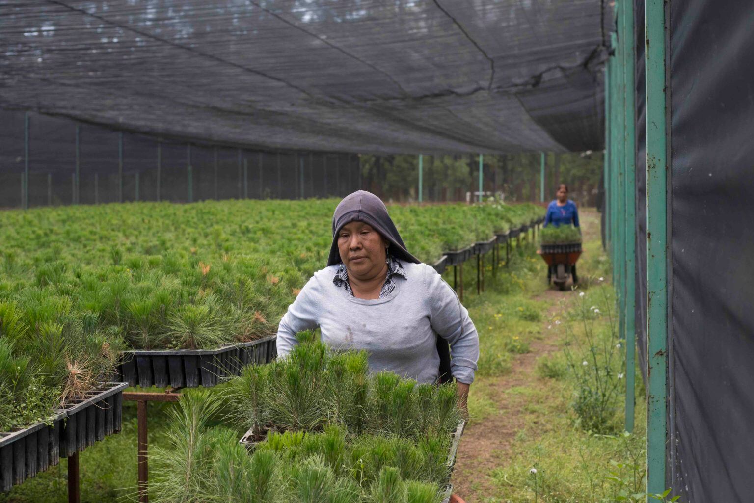 Vivero de Cherán, comunidad purépecha que reforesta su bosque con pinos de variedades locales, en México. Foto: Abraham Pérez.