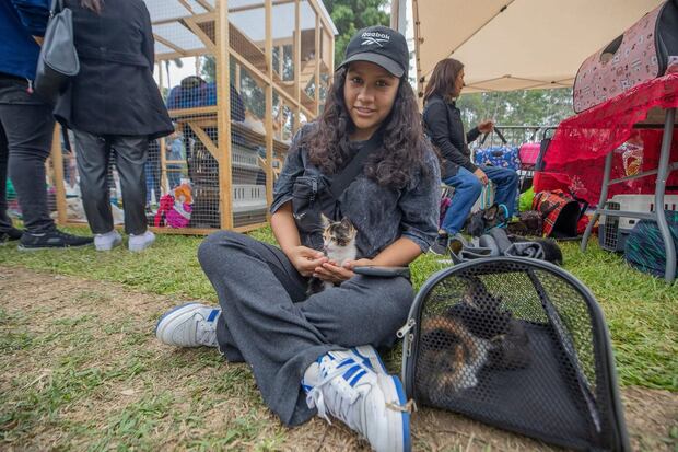 Los gatitos están totalmente sanos y listos para encontrar una familia para toda la vida.
Foto: composición EC