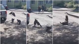 Un cuervo intentó detener la pelea entre dos gatos y no creerás lo que pasó | VIDEO | FOTOS