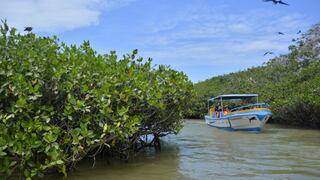 Los manglares de Tumbes: explora este paraíso al norte del país