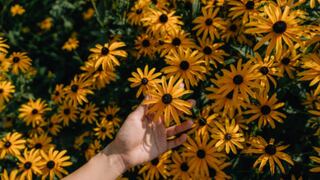 🌻 Flores amarillas: origen, significado y razones para regalarlas el domingo 21 de septiembre