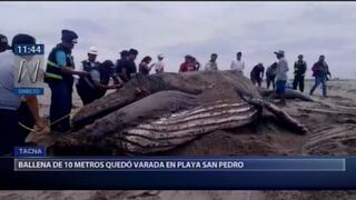 Tacna: una ballena muere tras quedar varada en playa San Pedro | VIDEO