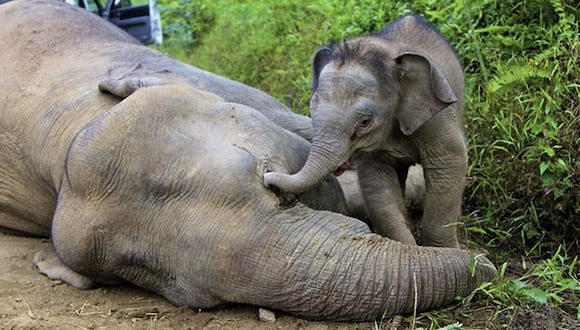 Cría de elefante junto al cadaver de su madre. La población de los elefantes de Borneo ha disminuído en los últimos 75 años.