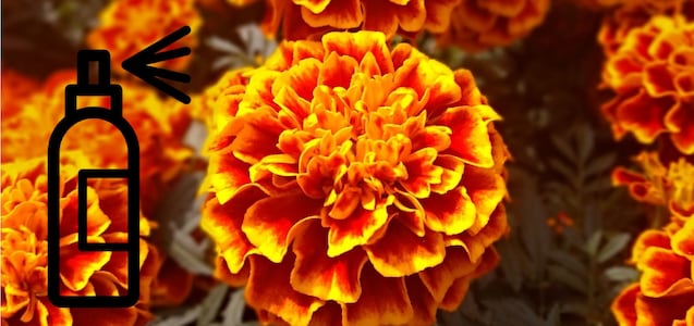 Cómo hacer un aromatizante casero con la flor de cempasúchil del Día de Muertos