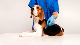 Cuida el bienestar de tu mascota con Veterinaria Villarán y su descuento de hasta 50%