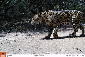 La cacería de uno de los últimos jaguares del Chaco argentino pone en jaque la supervivencia de la especie