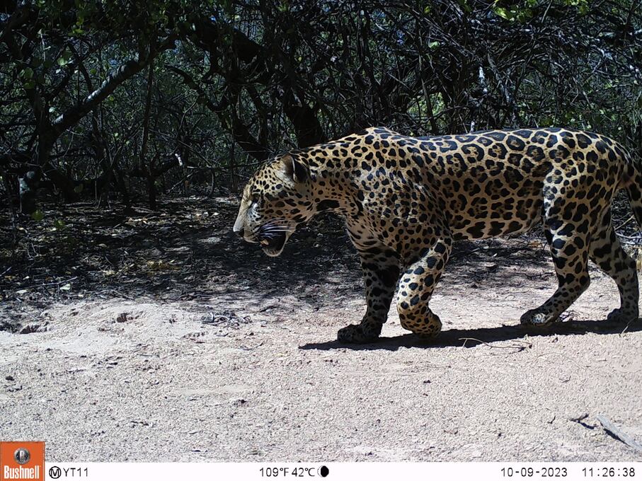Tañhi Wuk, “dueño del monte” en idioma wichí, es el nombre elegido para el ejemplar que esta cámara trampa registró en la Reserva Natural Formosa, área dirigida por la Administración de Parques Nacionales en el oeste de la provincia. Foto: Proyecto Yaguareté.