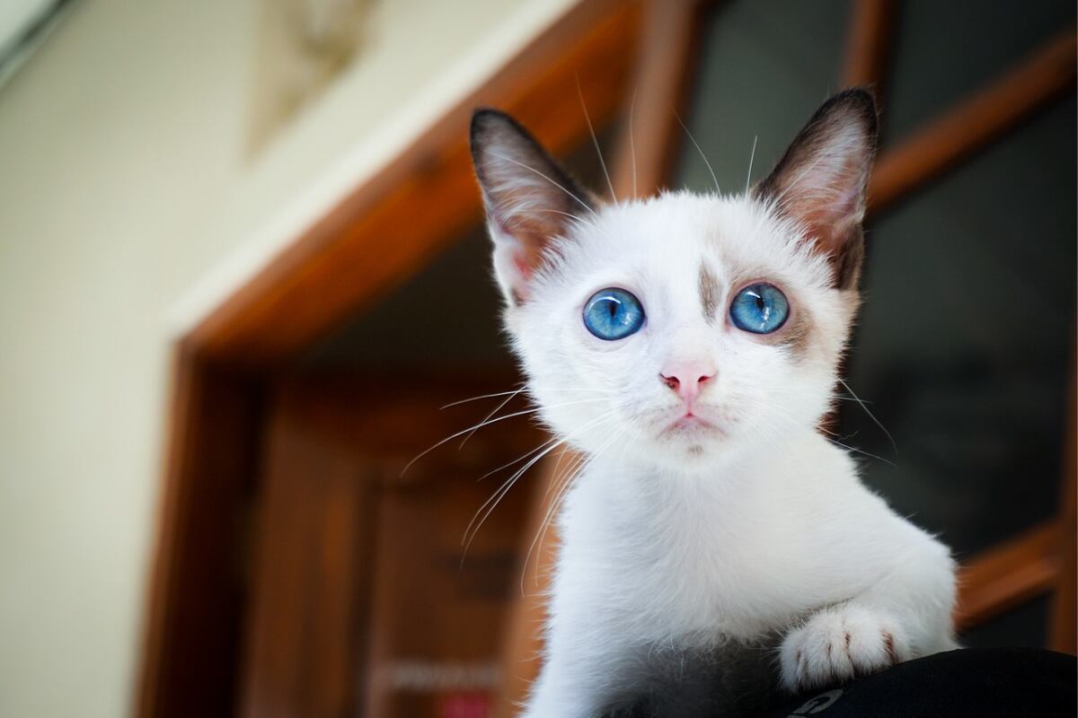 Evita que tu gato orine detrás de tu televisor con algunos consejos prácticos. (Foto: Pixabay).