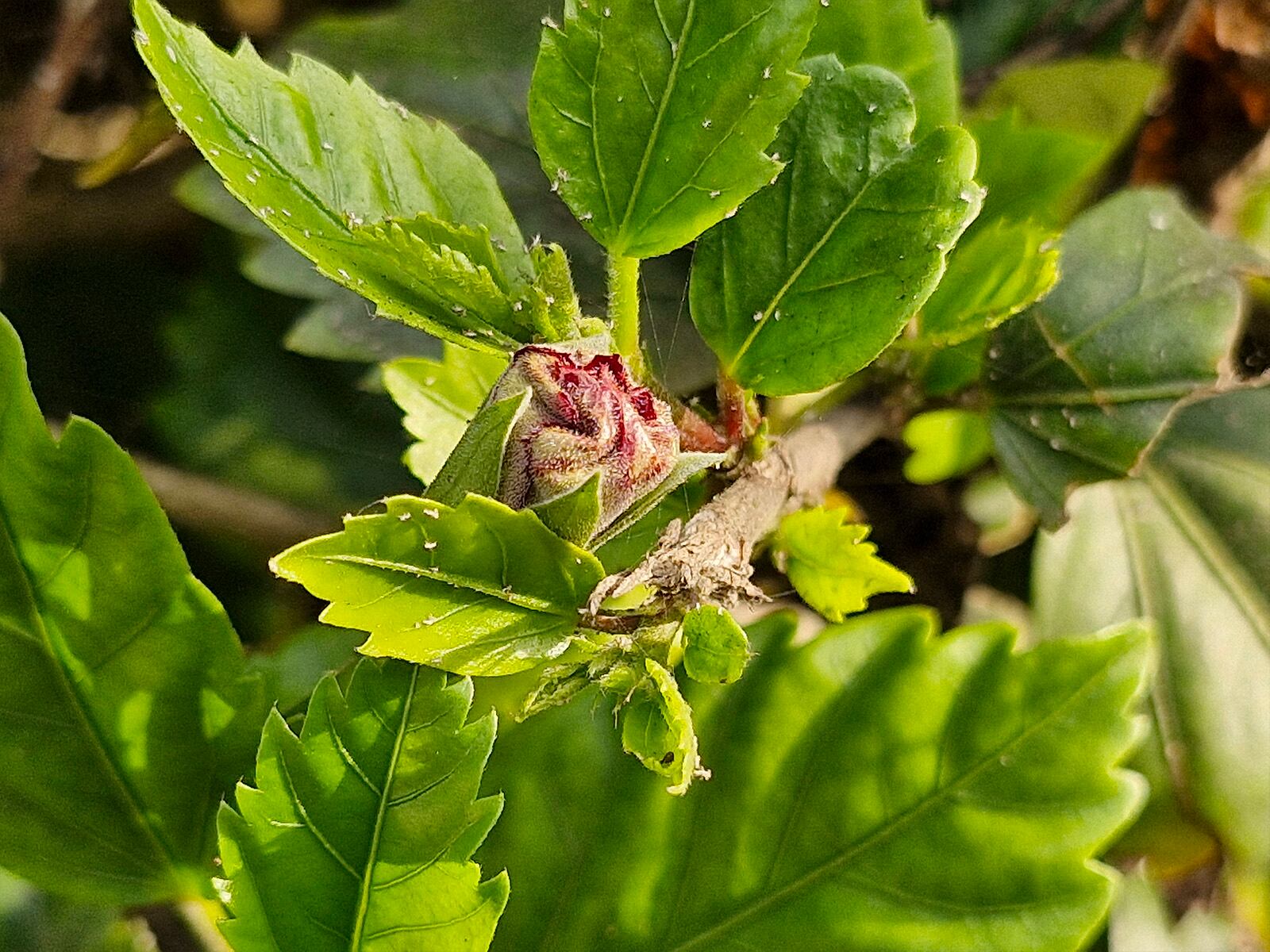 REVIEW | Así toma las fotos el Samsung Galaxy S23 FE. (Foto: MAG - Rommel Yupanqui)