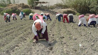 Sunafil dictará protocolos para fiscalización laboral del sector agrario en plazo de 30 días